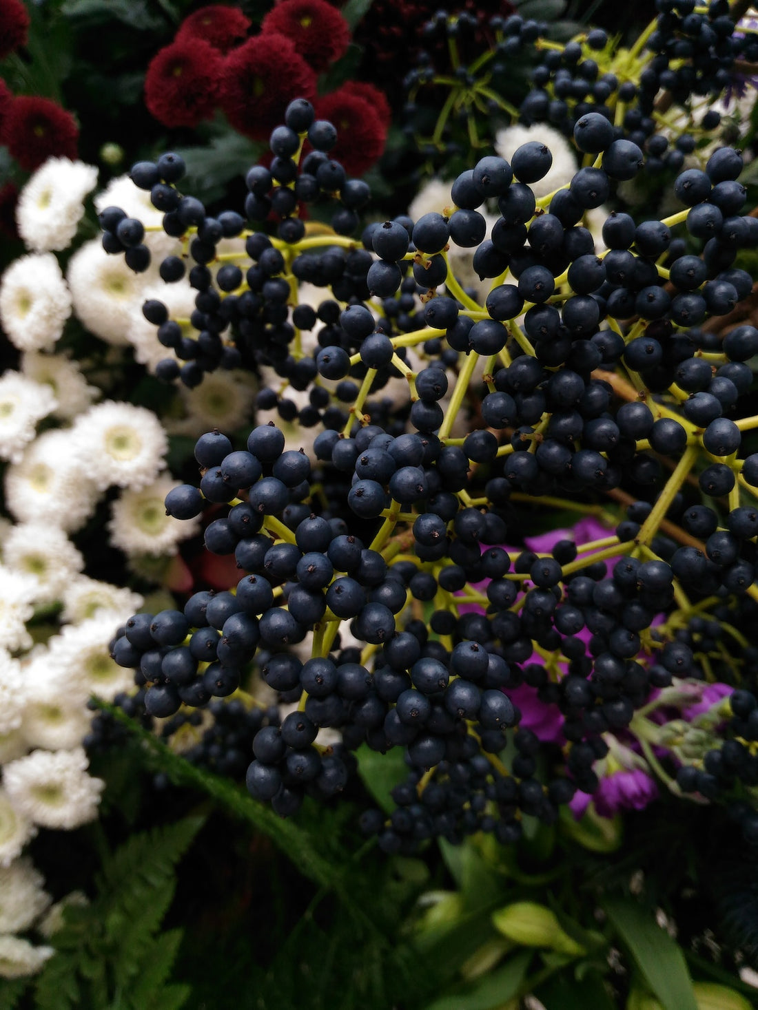 Elderberry: Nature's Immune-Boosting Powerhouse